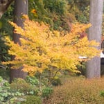 徳島市丈六寺の庭園は閉ざされていましたが紅葉が美しかったです。　・人気なき庭の紅葉の美しく（和良）
