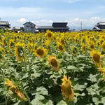 藍住町ではひろびろと向日葵が咲き満ち、足を止める人がいました。　・青空と入道雲と向日葵と(和良)