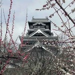 熊本城では肥後椿が終わり、紅白の梅が咲き競っていました。 ・梅明かり黒き天守の映えにけり(和良)