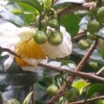 徳島市の丈六寺の観音堂の裏に茶の花が咲いていました。　　・茶の花のもう実を落としゐる寺苑（和良）