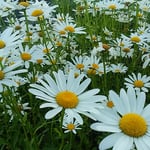 マーガレットの原生地はカナリア諸島と言われています。　・カナリア諸島とはどこにあるマーガレット（和良）