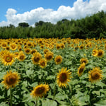 善入寺島の向日葵を見るために吉野川に架かる潜水橋を渡りました。　　・向日葵を見んと潜水橋も行き(和良)