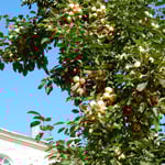 ピョートル大帝の夏の宮殿の庭には林檎が実をつけていました。　　　　　・宮殿に赤白林檎たわわなる（和良）