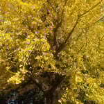 地蔵寺の大銀杏は台風の影響もなく綺麗に黄葉していました。　・大銀杏傷一つなく黄に染まり（和良）