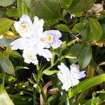 鳴門市の鮨屋の庭先に紫の模様が綺麗な著莪も咲き始めていました。　・紫の模様の美しき著莪の花(和良)