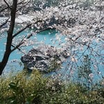 美濃田の淵では鶯の声が休みなく聞こえました。　　　　　　　　　　　　・鶯の声の美濃田の淵渡る（和良）