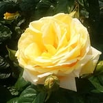 藍住町の薔薇園でミケランジェロという薔薇を見ました。　　　　　　　　・ミケランジェロなるは黄色き八重の薔薇（和良）