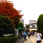 天領の倉敷代官所跡の向こうに倉敷美観地区の掘割があります。　　　　　・紅葉の向かう倉敷美観地区(和良)