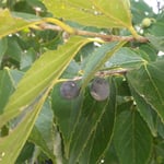 鈴生りの椋の実を取り合っている姿は子供の頃のようでした。　・椋の実に誰も幼になってゐる（和良）