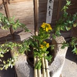 徳島城公園近くの和菓子屋さんの玄関に春の花が生けてありました。　・菜の花と小手鞠生けて春祝ふ((和良)