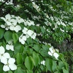 徳島市の文化の森で見た山法師です。少し黄ばみ始めていました。　　　　　　　　　　　　　・見上ぐより見下ろせる白山法師（和良）