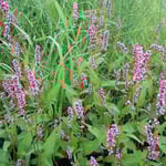 北の大地で見る赤のまんまは溌剌として色鮮やかでした。　　　　　　　　　　　　　　　　　　　　　　　　　　　　　　　・蝦夷の地の赤のまんまの赤殊に(和良)