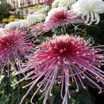 満開に咲いた大輪の菊には圧倒されるほどの迫力がありました。　　　　　　　・大輪の菊の咲き満つ艶やかさ（和良）