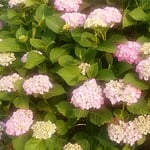 農家のお屋敷には球形の紫陽花が並んでいました。　　・球形の紫陽花並ぶお屋敷に（和良）