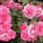 藍住町の薔薇園では毎年、春と秋に薔薇祭をしています。　　　　　　　　・赤といふ色の多彩さ薔薇の花（和良）