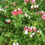 ロベリアの花は生垣のようになって咲き満ちていました。　　・ロベリアの垣根のやうに咲き満ちて（和良）