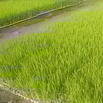 苗代の苗はすくすくと育ち、苗代の水は清らかでした。　　・苗代の水清らかでありにけり（和良）