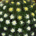 吉野川市鴨島町の菊人形展では見事な菊が展示されていました。  ・どの菊も咲いて咲かせて菊花展（和良）