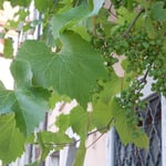 「中世の宝石箱」といわれるローデンブルグには中世の風景が残っていました。　　　　　　　　　　　　　　　　　・古窓の日除けの葡萄実を垂れて(和良)