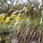 眉山山頂はどこを歩いても石蕗の花が咲いていました。　　・そこらぢゅう眉山山頂石蕗の花（和良）