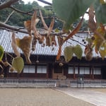 徳島市の丈六寺では鈴生りになっている菩提子を見つけました。　　・菩提子の舞ひながら落つ寺静か（和良）