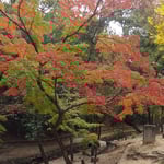 道後公園で紅葉を見るたびに天然の美しさをしみじみと感じました。・紅葉と云ふ天然の美しさ(和良)