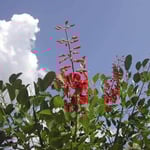 吟行の折、徳島市立動物園で見た海紅豆です。紅が綺麗でした。 ・空の青雲の白さや海紅豆 （和良）