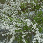 桜並木の続く岸辺には桜と競うように雪柳が花をつけていました。　　　　　　　　　　　　　　・競ひ咲き桜堤の雪柳(和良)