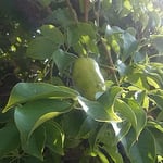 徳島市中央公園の郁子の実は蔓を辿ると五つも六つもありました。　・蔓伝ひ見れば郁子の実五つ六つ（和良）