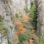 寒霞渓の絶壁の隙間には谷底までも冬紅葉が色を競っていました。　・絶壁の谷を埋めて冬紅葉（和良）