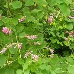 東御苑の二の丸庭園には早くも萩の花が咲いていました。　　　　　　　　・六月に萩の花咲く御苑かな（和良）