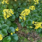 皇居東御苑の松の廊下があった周辺に石蕗の花が咲き残っていました。　　・一隅に咲き残りゐし石蕗の花（和良）