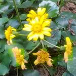 藍住町の我が家の庭では今年も石蕗の花が咲き始めました。　　　・放つたらかしにしあれど石蕗の花(和良)