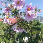 鳴門市大麻町で見た皇帝ダリアです。高々と咲いていました。　　・高々と皇帝ダリア冬日濃し（和良）