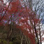 上勝町の月ヶ谷温泉では勝浦川の土手の冬紅葉が綺麗でした。　・冬紅葉越しなる空の青さかな(和良)