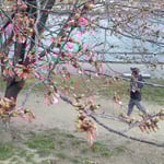 徳島市の助任川南岸に蜂須賀桜を植えたのは18年前になりました。　・この桜植ゑられし人二人逝く(和良)