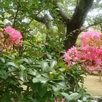 吉野川市鴨島町の江川・鴨島公園には百日紅が咲いていました。　・緑濃き水の公園百日紅（和良）