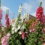 藍住町の立葵を育ててきた人と立ち話をしてきました。　　・立葵育てた人と立ち話（和良）