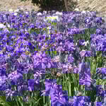 徳島市の阿波史跡公園には菖蒲園がありました。　　　　　　　　　　　　　　　　・紫は影を作らず花菖蒲(和良)