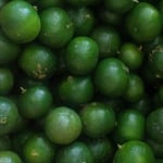 届いたシークワーサーは秋の日差を浴びて緑が美しかったです。　・秋日濃しシークワーサーの緑にも(和良)