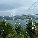 糸山公園から見た来島海峡と栗島大橋です。木槿が咲いていました。　　　・海峡の木槿の花の白さかな（和良）