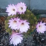 仙人掌の花は夕方になると最後の輝きを見せていました。　　・美人薄命仙人掌の花もまた（和良）