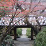 高輪のホテルで見た冬紅葉です。輝いていました。　　　　　　　　　　　　　　　　　　　　　　　　　　　　　　　　　　　　・日の差してまぶしかりけり冬紅葉（和良）