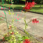 板野町にある徳島あすたむらんどには秋の花が咲いていました。　　　・鬼灯と思ふほどなる実をつけて(和良)