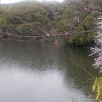 徳島市国府町の常楽寺の桜が咲いた池の鴨はよく太っていました。　・去ぬ気配なき鴨のよく太りをり(和良)