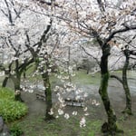徳島城址の桜は満開でしたが雨のため花見の人はいませんでした。　・咲き満ちてゐてもお花見できぬ雨(和良)