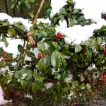主計町の路地端に寒椿の植え込みがあり、雪に埋もれていました。　　　　・路地端に雪に埋もれし寒椿（和良）
