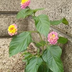 台風の暴風雨にも耐えてきた小さなランタナの花なのです。　　・台風にめげず咲きゐる小さき花（和良）