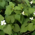 藍住町の我が家の庭に今年も十薬の花が咲き満ちています。　・十薬の白十字犇ける庭（和良）