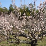 吉野川市鴨島町森籐でみた満開の梅です。目白や虻が群れていました。  ・梅盛り目白も虻も多忙なる(和良）